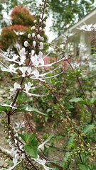 portrait of cat's whiskers plant flower
