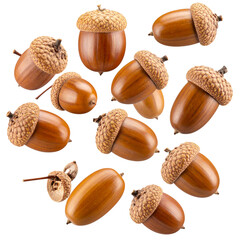 Close-up of a group of brown acorns isolated against a white background, highlighting the details of these natural autumn seeds