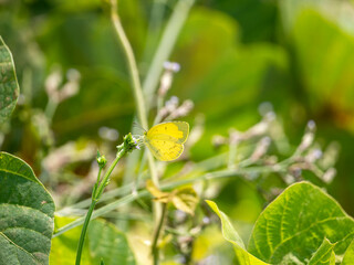 蜜を吸うキチョウ