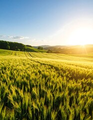 Lush field at sunset