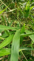 close-up portrait of bamboo leaves