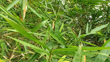 close-up portrait of bamboo leaves