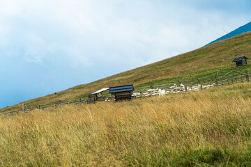 Rusinowa Polana w górach latem, Tatry Wysokie w Polsce latem z wypasem owiec. © Franciszek
