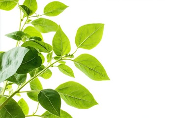 Vibrant Green Leaves Against White Background, Botanical Detail