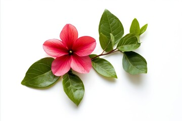 Obraz premium Vibrant Red Flower and Green Leaves on White Background, Botanic