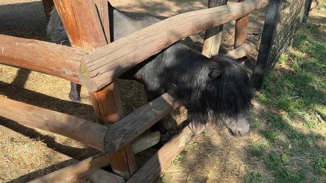 Pony alla ricerca di cibo in fattoria