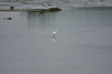 Elegant great white egret foraging in the shallow waters of the Ramallosa marsh in Nigran