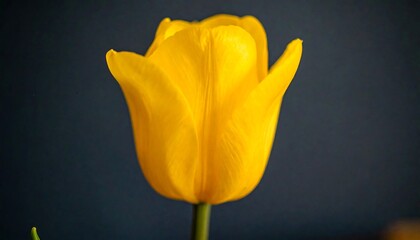 Close-up of a vibrant yellow tulip against a dark background