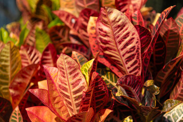 Croton plant with bright leaves. Nature leaf. Colorful plant of croton with vivid leaf. Flora and nature. Natural environment © be free