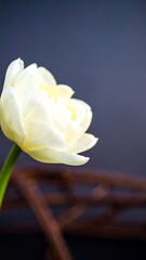 Close-up of a single, creamy-white tulip, softly blurred background