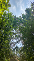Tall trees and blue sky, visible through pine trees. Tourist recreation.