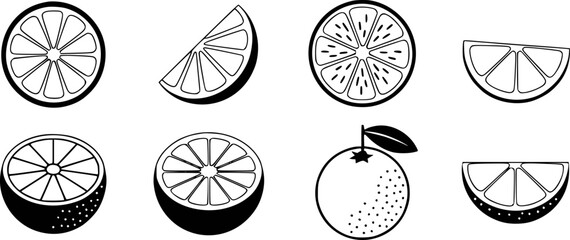 Citrus fruit slices and whole fruit illustrations orange