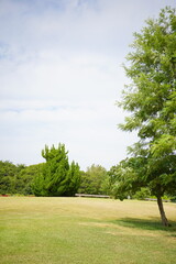 A wide open park with lush green grass and bright blue summer sky, evoking a refreshing and peaceful outdoor atmosphere