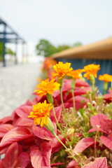 A vibrant flower bed filled with bright orange marigolds in full bloom, creating a lively and colorful summer garden scene