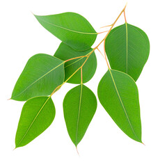 Fresh green leaves on a branch isolated on a white background