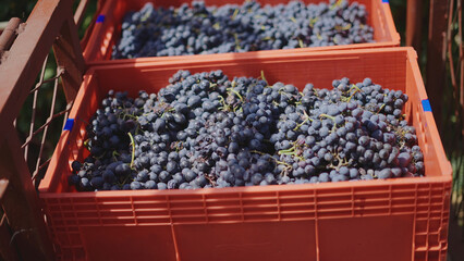 Freshly picked red grapes filling orange crates during harvest season