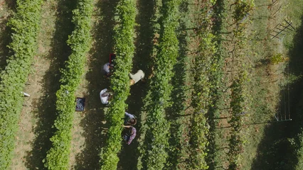 Fotobehang Toscane Farmers harvesting grapes in vineyard, aerial view of wine production  © Videophilia