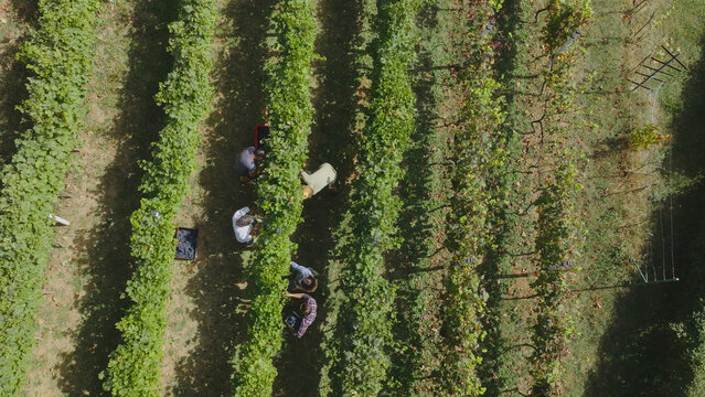 Farmers harvesting grapes in vineyard, aerial view of wine production - Powered by Adobe
