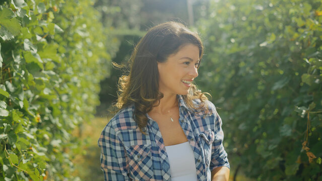 Winemaker walking and smiling in vineyard during harvest