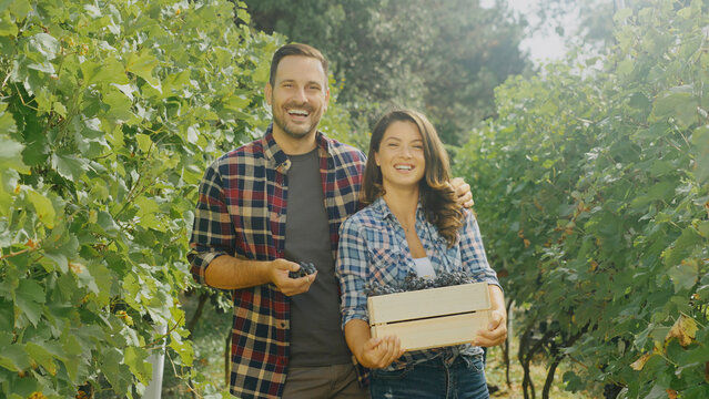 Winegrowers harvesting grapes in vineyard during sunny day - Powered by Adobe