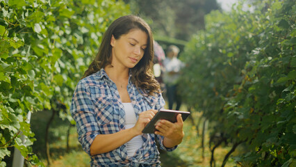 Fototapeta premium Winemaker using tablet in vineyard examining grapes