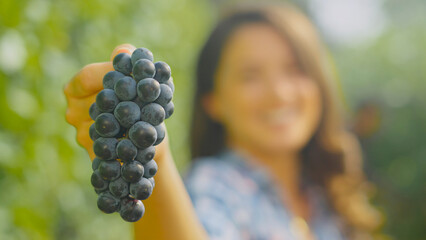 Winemaker showing freshly harvested red grapes in vineyard