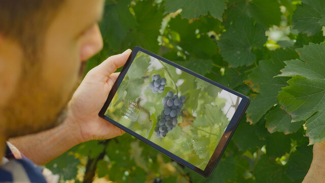 Winemaker using digital tablet to control grapes quality in vineyard
