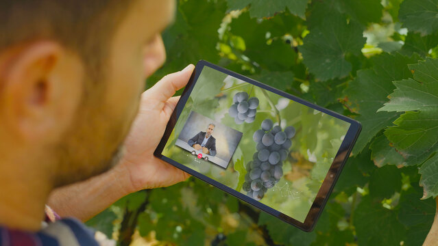 Winemaker using augmented reality app on tablet for grape quality control - Powered by Adobe