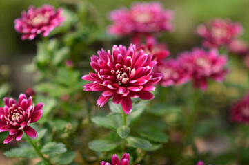 Obraz premium colorful blooming chrysanthemums in the garden and flower pot