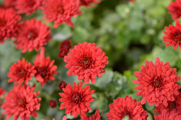 colorful blooming chrysanthemums in the garden and flower pot