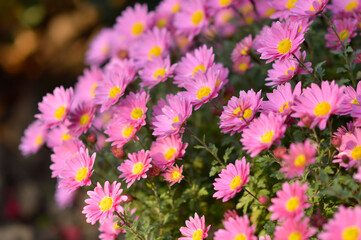 Fototapeta premium colorful blooming chrysanthemums in the garden and flower pot