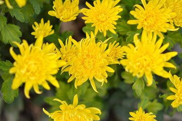 colorful blooming chrysanthemums in the garden and flower pot