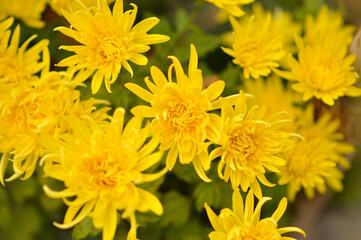 colorful blooming chrysanthemums in the garden and flower pot