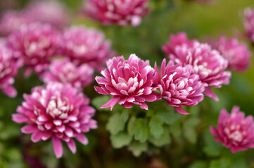 Fototapeta premium colorful blooming chrysanthemums in the garden and flower pot
