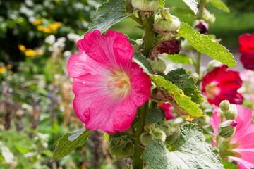 Pink flower. Pink mallow flowers close-up photography, selective focus. Beautiful Malva flower close up for background, post, screensaver, wallpaper, postcard, banner, cover, website