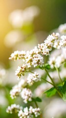 Fototapeta premium Close-up of delicate white blossoms on a green stem, bathed in soft sunlight
