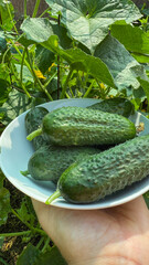 A hand offers plump green cucumbers on a plate amidst lush vines, perfect for Ecotherapy Day and Farm-to-Table Week
