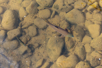 Barbus barbus. Common European barbel in the waters of the Bernesga River, León, Spain.