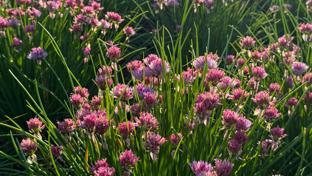 Blissful lavender chive blossoms sway under a sunlit waltz, evoking Imbolc renewal and culinary folklore's whispering secrets