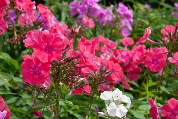 Pink flowers. Phlox paniculata. Blooming phlox surrounded by other colorful flower bushes. Pink phlox flower close up for background, post, screensaver, wallpaper, postcard, banner, cover, website