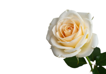 Elegant white rose with peach-cream center, pristine petals, high-angle studio shot, soft high-key lighting on a minimalist white background, concept of natural purity and premium quality
