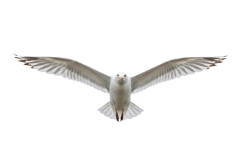 Majestic white adult seagull soaring in powerful mid-flight, wings extended, ultra-detailed feathers, centered on a pristine seamless studio background, concept of freedom and progress