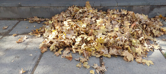 A large pile of dry, golden and brown maple leaves on a gray concrete pavement, with some leaves scattered around. A common autumn scene reflecting seasonal cleanup.