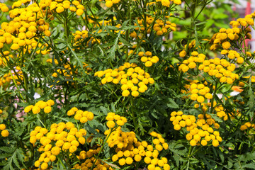 Small yellow wildflowers in summer day. Yellow buds of tansy flower. Yellow tansy flower close up for background, post, screensaver, wallpaper, postcard, banner, cover, website