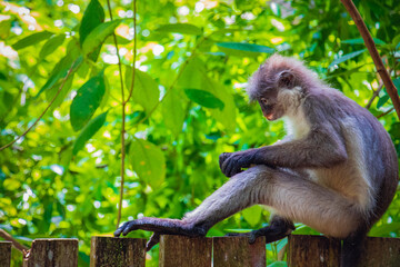 Obraz premium Dusky Leaf Monkey Resting on Wooden Fence in Zoo, Malaysia