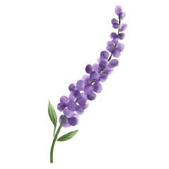 Fototapeta premium a beautiful purple watercolor lavender flower isolated on a transparent background