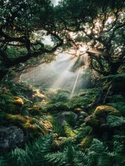 Sunlight streams through ancient trees, illuminating a mossy forest floor