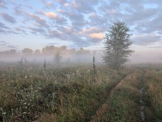 Golden morning mist harmoniously embracing wildflowers at sunrise.