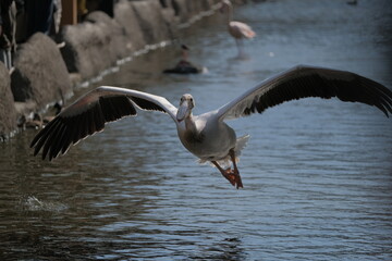 Great White Pelican in Full Wing Spread Flying Over Water