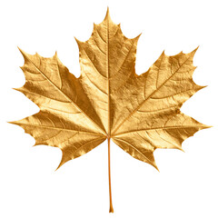 Obraz premium Golden maple leaf with vibrant autumn colors, isolated on a white background, capturing the beauty of the fall season